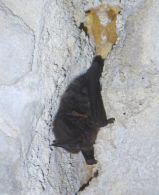 Barbastella barbastellus