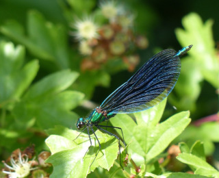 Calopteryx virgo, une espèce abondante dans la vallée du Petit Morin.