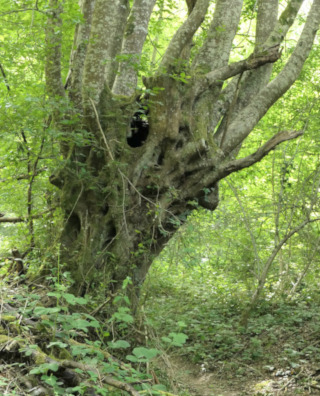 Un vieux charme taillé en têtard - vallée du Petit Morin