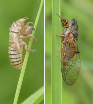 Cigale du genre Cicadetta dans la vallée du Petit-Morin