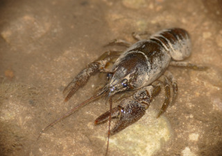 Austropotamobius pallipes