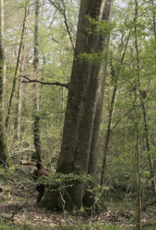 Un vieux hêtre dans la vallée du Petit Morin