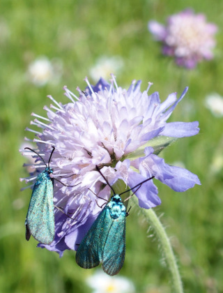 Deux turquoises sur une knautie, fleur très apprécié des zygaenidae.