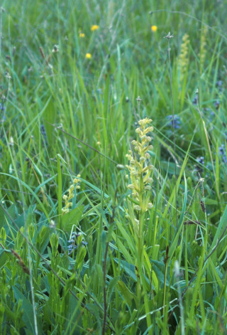 Orchis grenouille