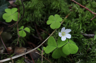 Oxalis acetosella