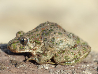 Pélodyte ponctué