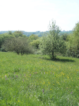 Prairie ancienne dans la vallée du Petit Morin