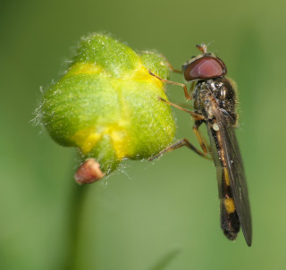 Melanostoma scalare