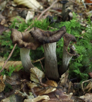 Craterellus cornucopioides