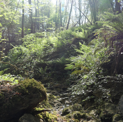 Un vallon encaissé dans la vallée du Petit Morin