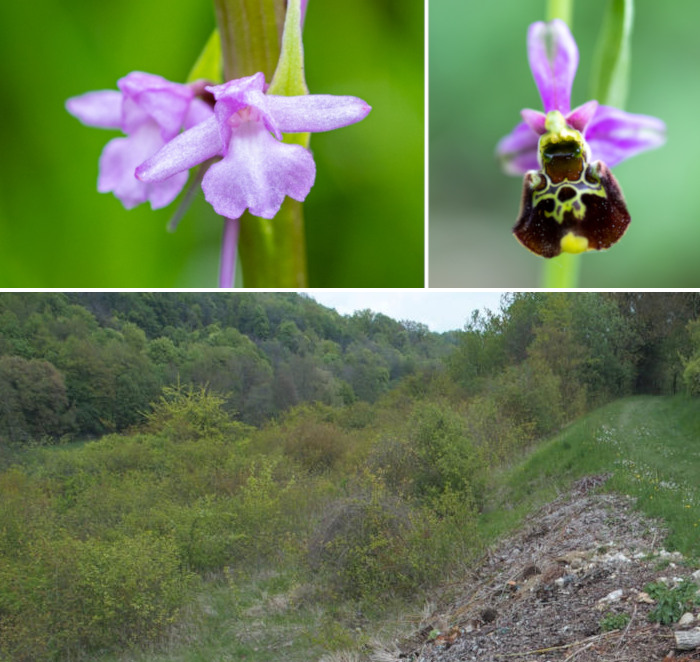 Orchidées Verdelot et état initial du site