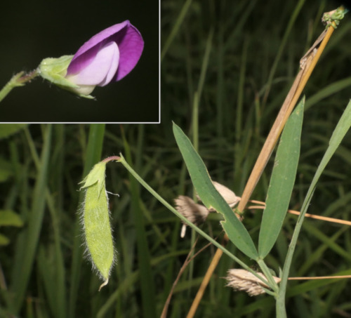 Lathyrus hirsutus