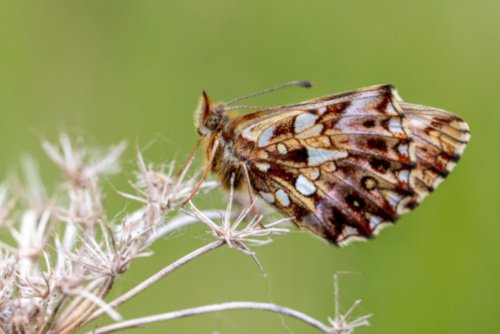 Boloria dia