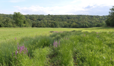 Paysage dans la vallée du Petit-Morin