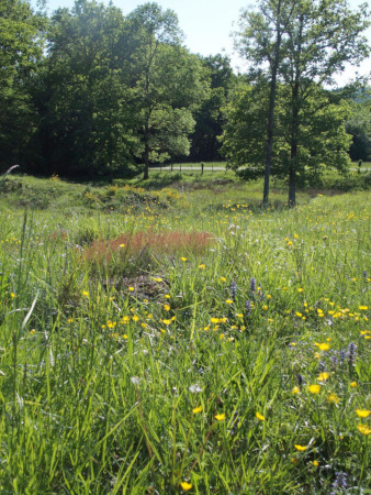 Une prairie ancienne riche en biodiversité en Brie des deux Morin.